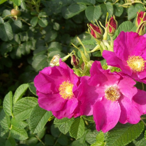 Rosa Rugosa Wild Rose Bareroot Hedging  | ScotPlants Direct